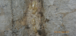 床下蟻道内のシロアリ